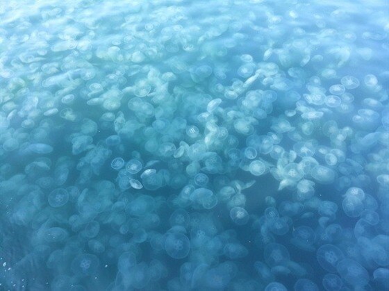 보름달물해파리  ⓒ News1