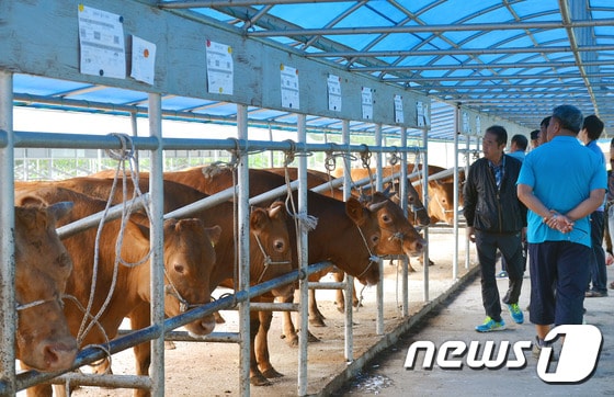 추석 앞둔 강원 횡성우시장.&#40;자료사진&#41;/뉴스1 DB