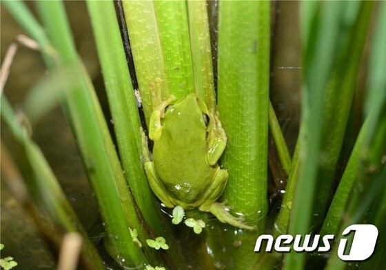 수원의 고유종이자 환경부지정 1급 멸종위기종인 ‘수원청개구리’가 수원 평동 일원 농경지에 서식하고 있는 것으로 확인됐다./사진제공=수원시청 ⓒ News1