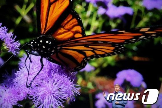 US-APPLE-UNVEILS-IPHONE-6