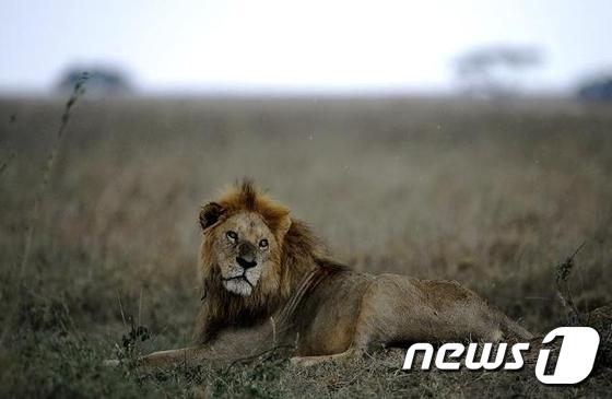 동아프리카 탄자니아의 타랑지르 국립공원 안에서 사자가 멍하니 앉아있다. ⓒ AFP=뉴스1