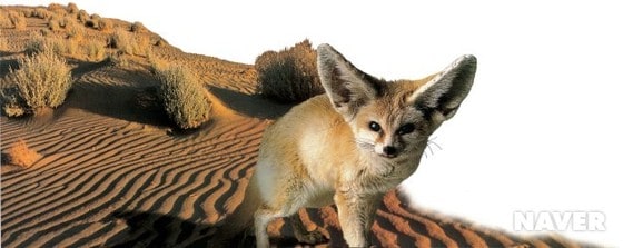 페넥여우의 특징(출처=네이버)