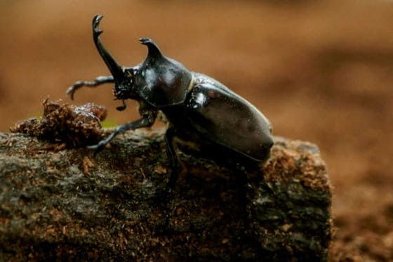 장수풍뎅이 특징