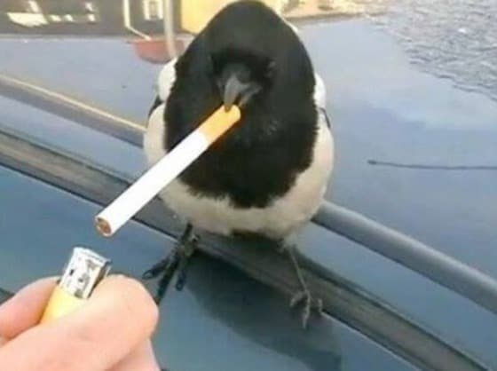 까치 담배, 개피 담배는 틀린 표현이다. 가치담배, 개비 담배가 바른 말이다.