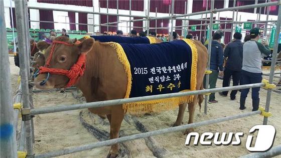 '2015년 전국한우 경진대회에서 강원 인제군 이기건 농가가 번식암소 3부 부문 최우수상을 차지한 모습. (뉴스1 DB)