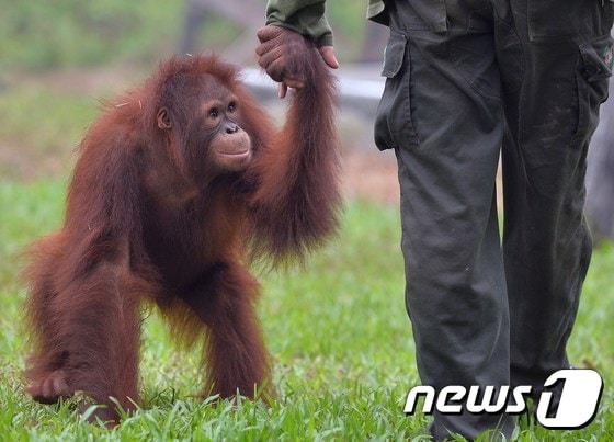 인도네시아에서 발생한 산불 연무로 멸종위기에 처해 있는 오랑우탄도 극심한 피해를 입고 있다.. 사진은 26일 촬영됐다. 보르네오 섬에 있는 재활센터에서 오랑우탄이 직원 손을 잡고 산책을 하고 있다 ⓒ News1