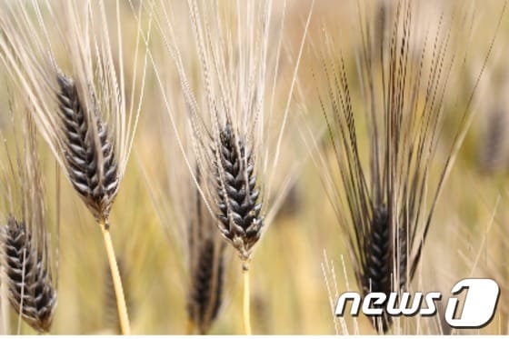 전남농업기술원은 해남 한맥연구회(대표 김성용)를 중심으로 검정보리 재배단지를 조성해 지역특화 소득작목으로 육성하기로 했다. 흑수정찰보리.(전남농업기술원 제공) 2015.10.29ⓒ News1