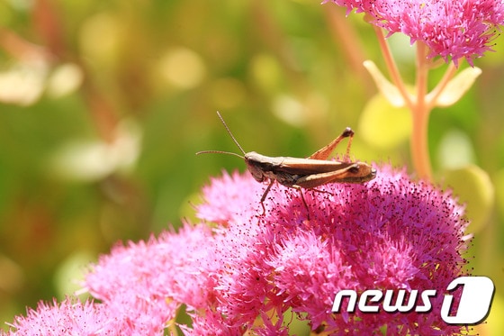 [자료사진]야생화ⓒ News1