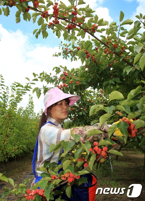 밀양시 산외면 일원에서 년간 8 t정도 수확되는 꾸지뽕은 뽕나무과의 나무로 열매는 자양강장의 효능이 있고, 신체허약증, 정력감퇴, 불면증, 시력감퇴 등에 효능등이 동의보감에 잘 알려져 있다.(밀양시 제공) ⓒ News1 이철우 기자