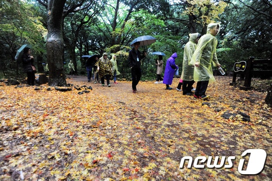 가을비 내리는 제주(자료사진)/뉴스1