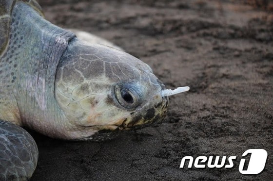 이달 초, 한 바다거북 전문가가 얼굴에 플라스틱 포크가 깊숙이 박힌 바다거북 한마리를 코스타리카 해안가에서 구조했다. (출처=Sean A. Williamson) ⓒ News1