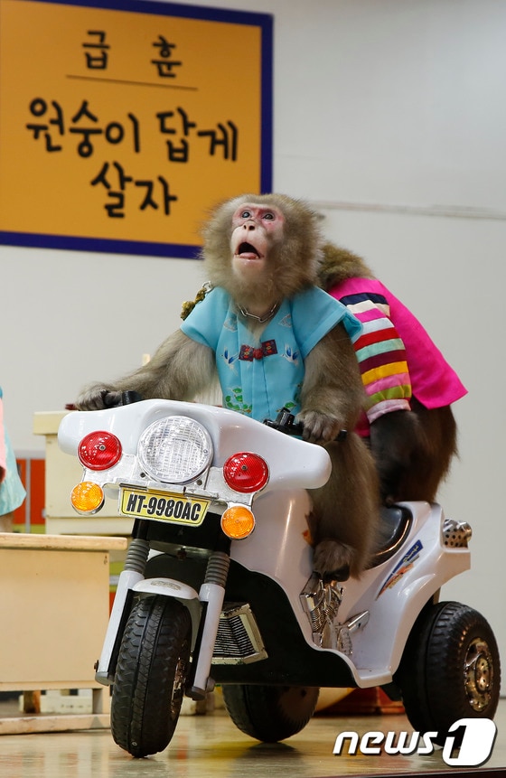 훈련을 받은 일본원숭이들이 오토바이에 올라 타 묘기를 부리는 모습. (자료사진) 