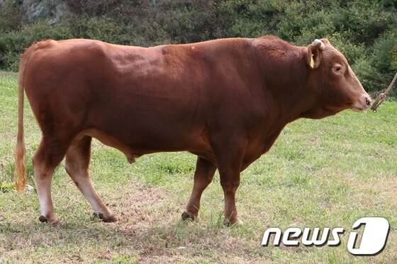 사진은 기사 이해를 돕기 위한 것으로, 기사 내용과 직접 관련 없음. ⓒ News1 