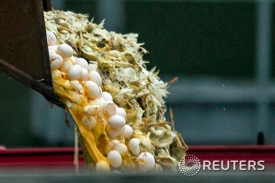 조류독감 감염으로 폐기처분되는 네덜란드 헤켄도르프 양계장의 달걀들.(자료사진) ⓒ 로이터=뉴스1