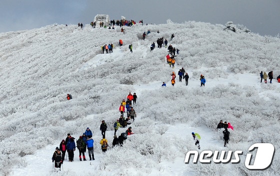 제27회 태백산눈축제의 대미를 장식하는 눈꽃등반대회가 19일 열린다. 지난해 눈꽃 등반대회 모습. ⓒ News1