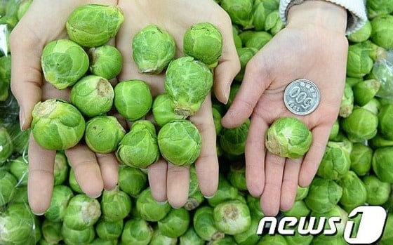 동전 크기 만한 초소형 양배추가 화제다. ⓒ News1