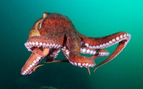 세계의 금기 음식