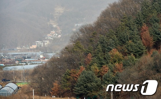 소나무 재선충병. <자료사진> 2015.2.23/뉴스1 ⓒ News1 손형주 기자