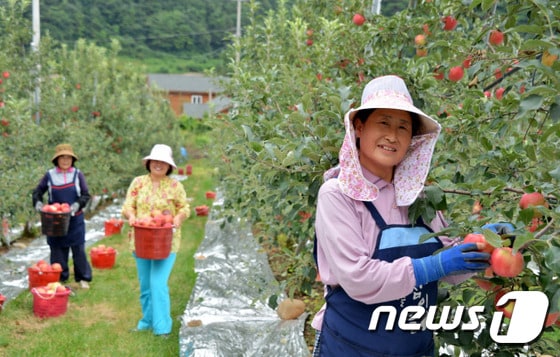 강원 정선군 한 사과재배 농가 자료 사진.  ⓒ News1