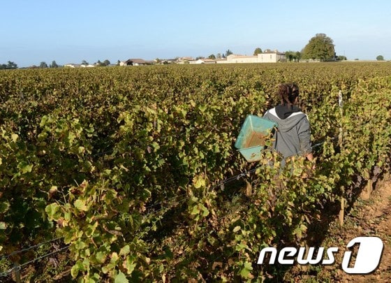 세계적 와인 생산지 보르도(Bordeaux)의 한 포도밭 ⓒ AFP=News1