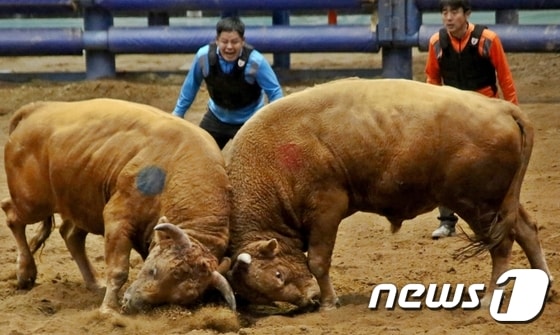 합법적으로 경기당 10만원까지 돈을 걸 수 있는 "청도 소싸움"은 2011년 개장 이래 한해 100만여명이 찾을 정도로 큰 인기를 끌고 있다./사진제공=청도공영사업공사 ⓒ News1 2015.03.22/뉴스1 ⓒ News1
