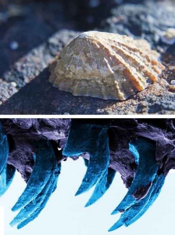 삿갓조개와 삿갓조개의 이빨(아래)