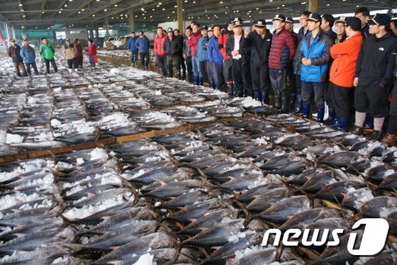 우리나라 연근해에서 어획된 참다랑어 위판 모습.&#40;부산공동어시장 제공&#41; /뉴스1 ⓒ News1