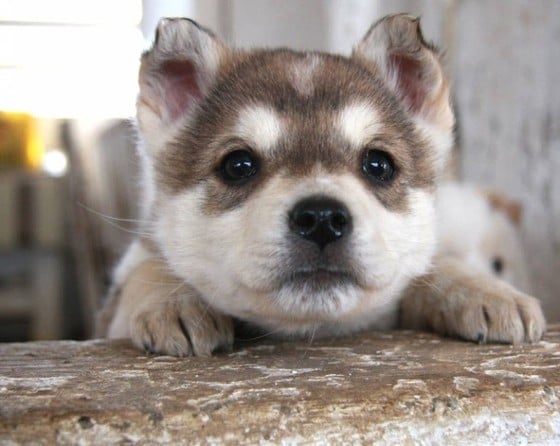 강아지의 기억 지속 시간은 평균 2분으로 밝혀졌다.