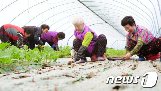 전북 진안군은 여름철 고온기 상추재배의 안정적인 생산 기반을 조성하기 위해 '2025 고랭지 비가림 엽채류 안정생산 기술 시범사업'을 추진한다./뉴스1