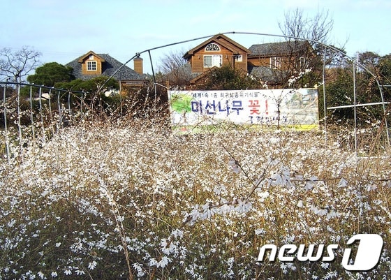 전북 부안군 변산면 풀꽃수목원에서 미선나무와 호랑가시 나무를 주제로 한 향기 축제가 3일부터 5일까지 사흘간 열린다. 사진은 미선나무 군락지. 2015.04.02/뉴스1 ⓒ News1 김대홍 기자