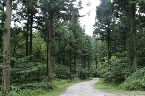 피톤치드(Phytoncide)'는 숲 속의 식물들이 만들어 내는 살균성을 가진 모든 물질이다. 