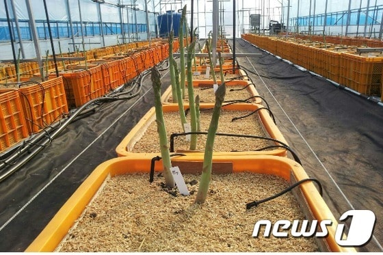 전남도농업기술원(원장 최경주)은 건강 기능성 고급채소인 아스파라거스를 토양재배가 아닌 과일 수확용 상자에 인공토양를 넣어 재배할 수 있는 기술을 개발했다고 6일 밝혔다.(전남농업기술원 제공) 2015.4.6ⓒ News1