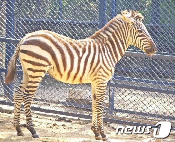 대구 달성공원 동물원에 있는 그랜트 얼룩말/사진제공=달성공원 관리사무소 ⓒ News1