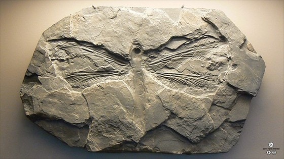 메가네우라 화석 <출처: By Hcrepin@Wikimedia Commons(CC BY-SA)>