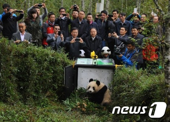 중국 자이언트판다. ⓒAFP=뉴스1잡아