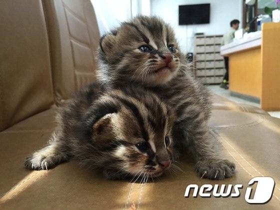 부석면 천수만 간척농지에서 발견된 삵 새끼 ⓒ News1