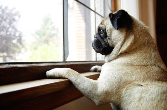 호주의 행동치료 전문 수의사인 섹셀 박사가 '강아지 분리불안 극복 방법'을 소개했다. 