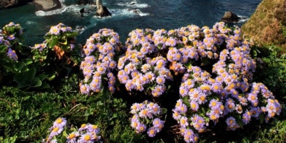 독도의 대표적 자생식물 해국(海菊).