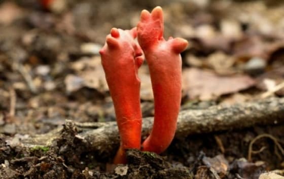 붉은사슴뿔버섯(출처=네이버)