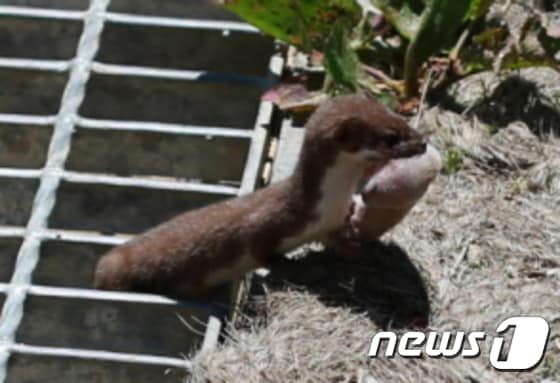 덕유산 향적봉대피소 인근에서 포착된 무산쇠족제비.(덕유산국립공원제공)2015.6.18/뉴스1ⓒ News1