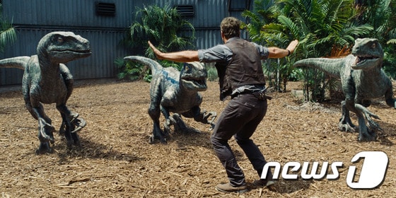 영화 ´쥬라기 월드´에서 오웬(크리스 프랫)이 공룡 랩터를 조련하는 장면. (영화 스틸컷) ⓒ News1