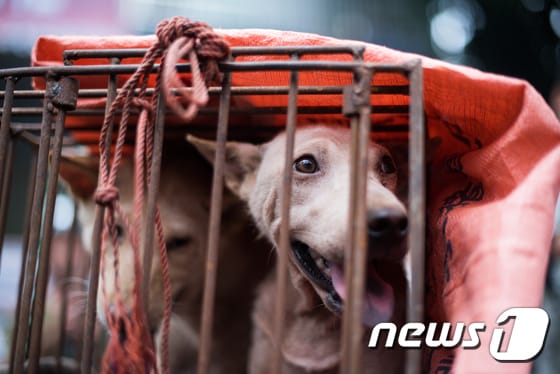 중국 위린시에서 하지를 맞아 열린 개고기 축제에서 식용 개들이 우리에서 팔리고 있다. ⓒ AFP=뉴스1