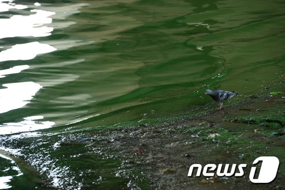 20일 오후 서울 동작구 본동 인근 한강에서 비둘기가 먹이를 찾고 있다. 서울시는 지난 주말 단비로 잠시 주춤했던 한강 녹조농도가 다시 소폭 상승해 비가 오기 전 수준으로 치솟고 있다고 17일 밝혔다. 2015.7.20/뉴스1 / (서울=뉴스1) 신웅수 기자 ⓒ News1