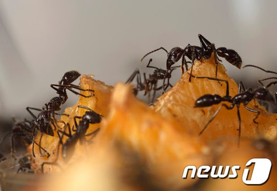 먹이 앞에 모인 개미들 ⓒ AFP=뉴스1