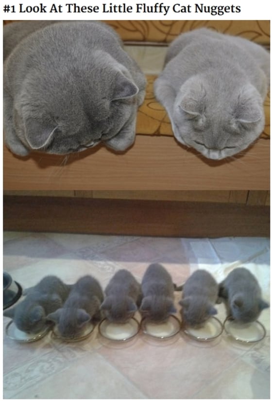 온라인 미디어 '보어드판다'는 지난 1일 어미 고양이와 새끼 고양이가 함께 찍은 사진들을 공개해 눈길을끌고 있다.(사진 보어드판다 해당 기사 캡처)ⓒ News1