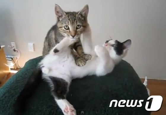 유튜브에 올라온 고양이 ´꾹꾹이´ 영상이 보는 이들을 미소짓게 만든다.(사진 유튜브 영상 캡처)ⓒ News1