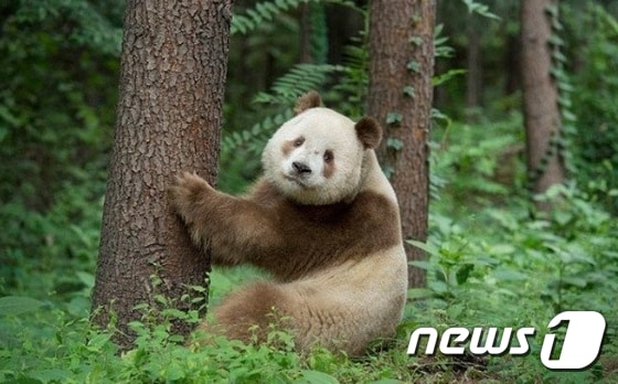 올해 5살인 갈색판다 ‘치자이(七仔)’.  (출처: 중광보)  ⓒ 뉴스1