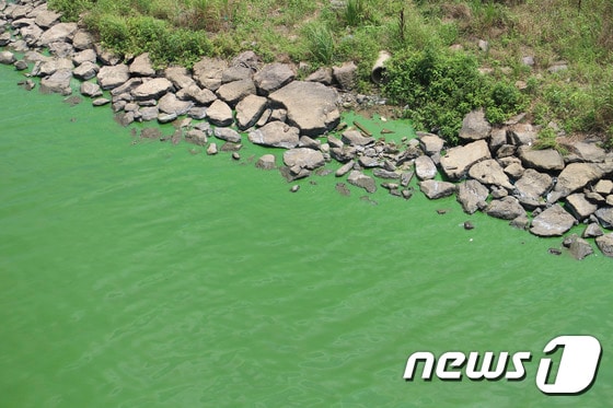 지난 7월 31일 전남 나주시 영산동 영산대교 밑에 녹조가 적체돼 있다. (광주환경운동연합 제공)2015.8.3/뉴스1 ⓒ News1 신채린 기자