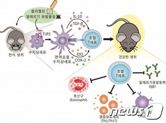 전남대 새로운 기관지천식 치료법 개념도.(전남대 제공) ⓒ News1 황희규 기자