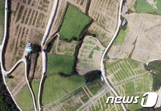 기사 이해를 돕기 위한 과거 강원 태백시 매봉산 고랭지 배추밭 자료 사진.  ⓒ News1